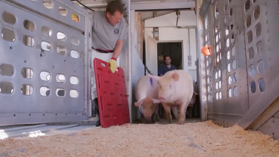 Animal Care is a Top Priority for Iowa Pig Farmers video thumbnail