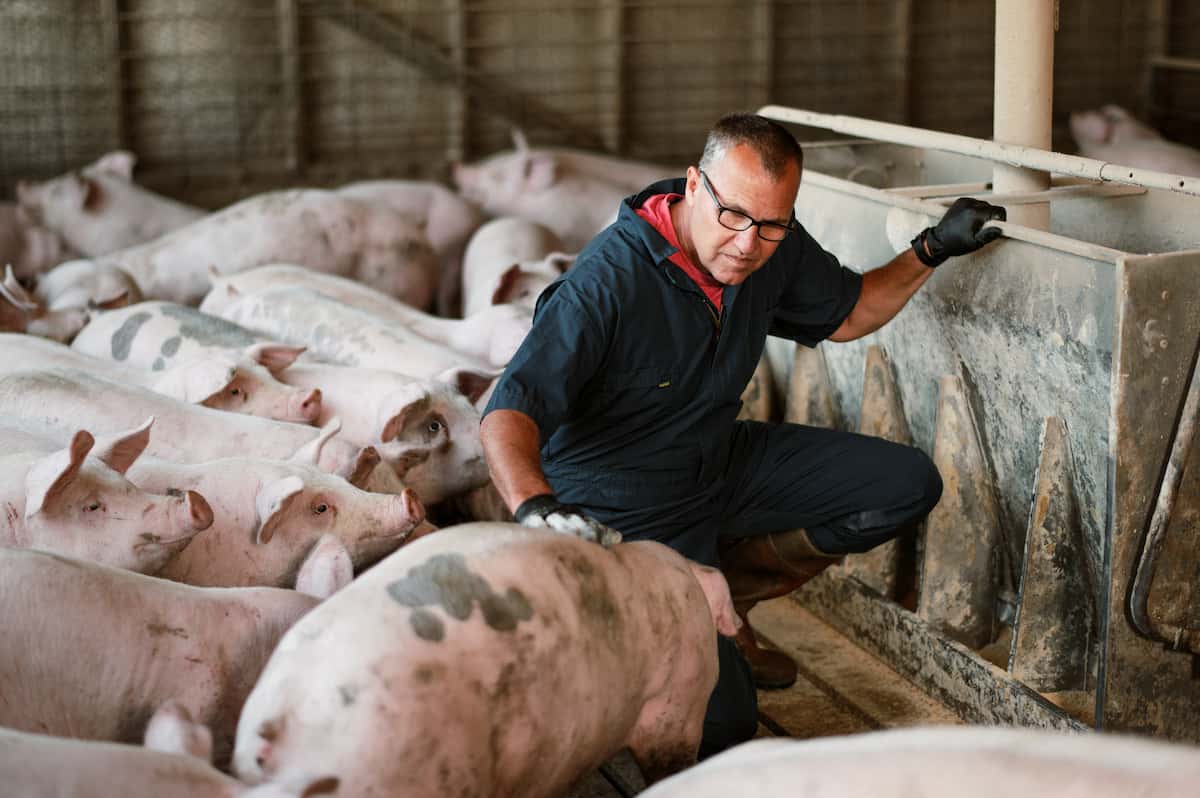 Kevin Rasmussen takes pride in providing quality care and sustainable stewardship of his family’s pigs