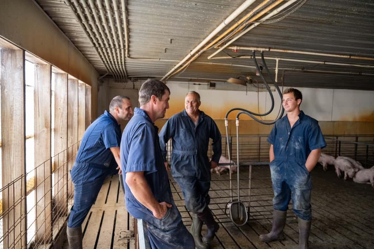 Schleisman workers in an indoor pig stall.