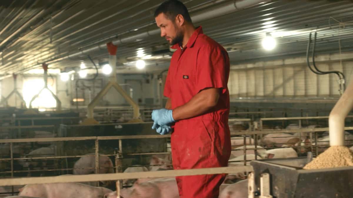 Matt Ditch cares for pigs on his family farm in Iowa