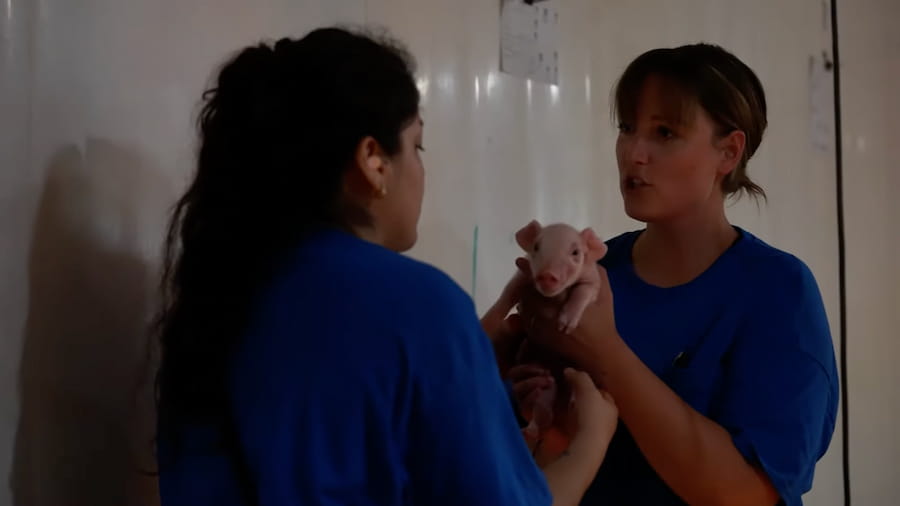 A Commitment to Caring for Pigs video thumbnail