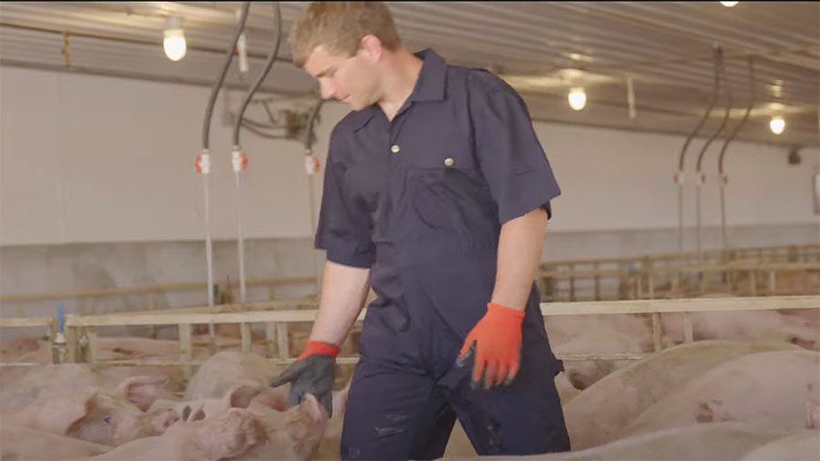 What It’s Like to Care for Pigs Each Day video thumbnail